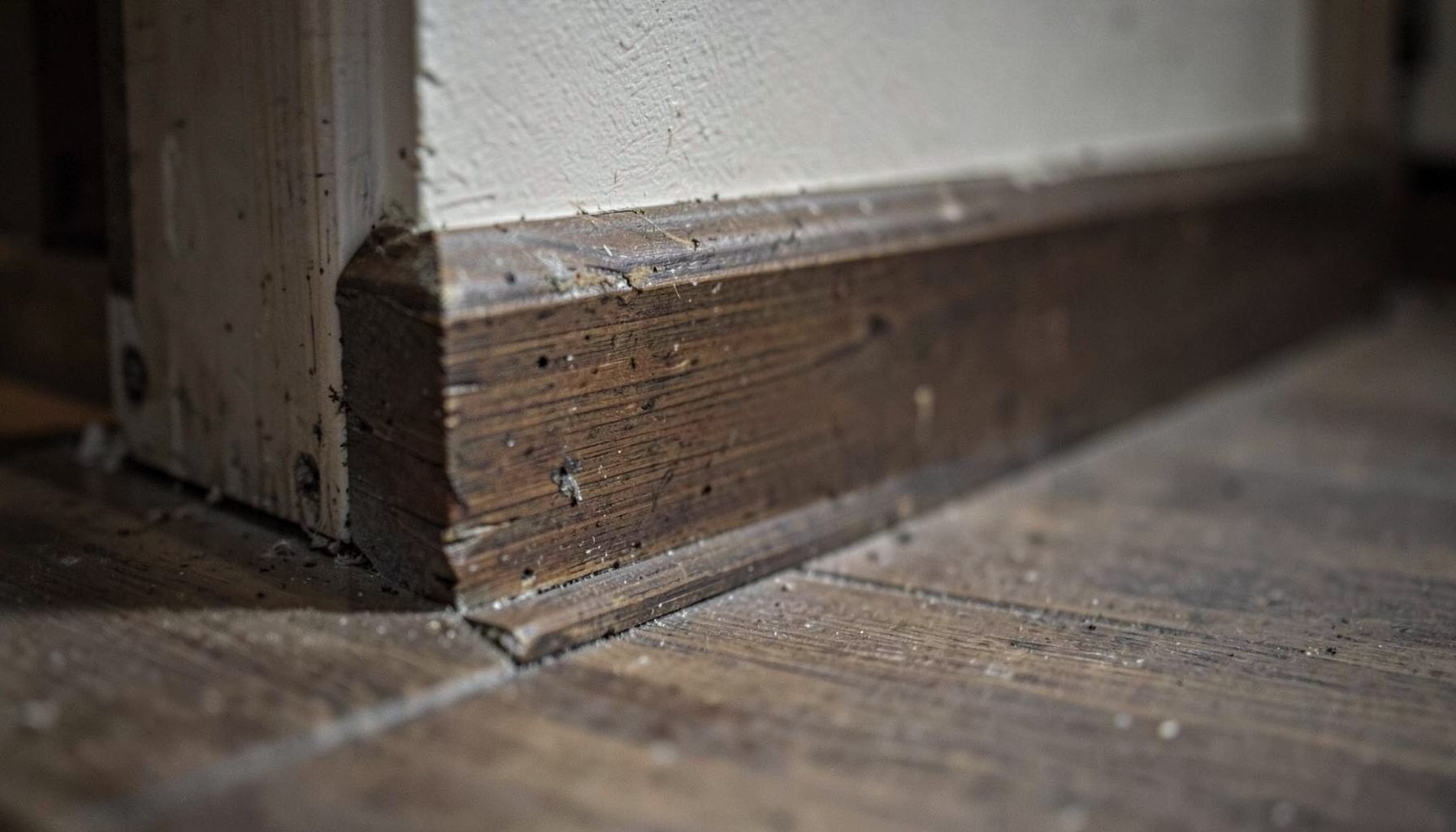 Close-up of a weathered wooden baseboard along a dim hallway floor, muted browns and grays, suggesting rodent activity near the wall