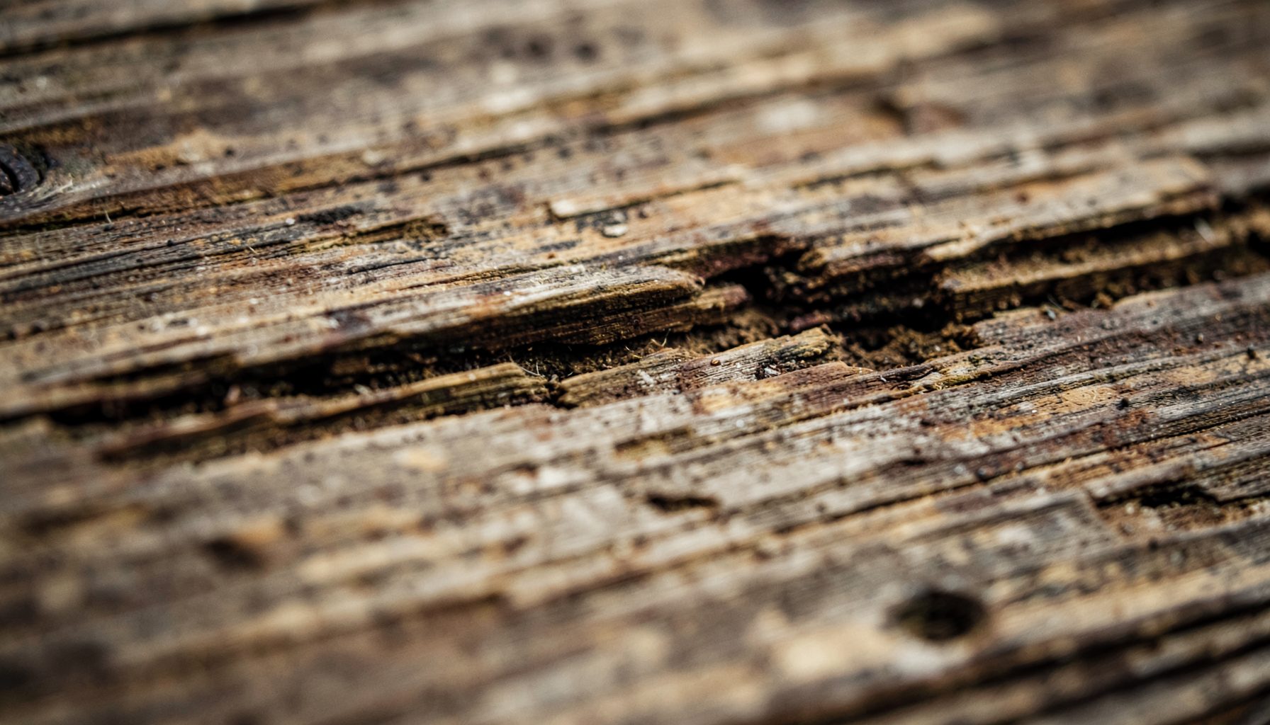 Close-up of weathered wood surface with subtle tunneling damage, warm brown and beige tones, moody and serious atmosphere