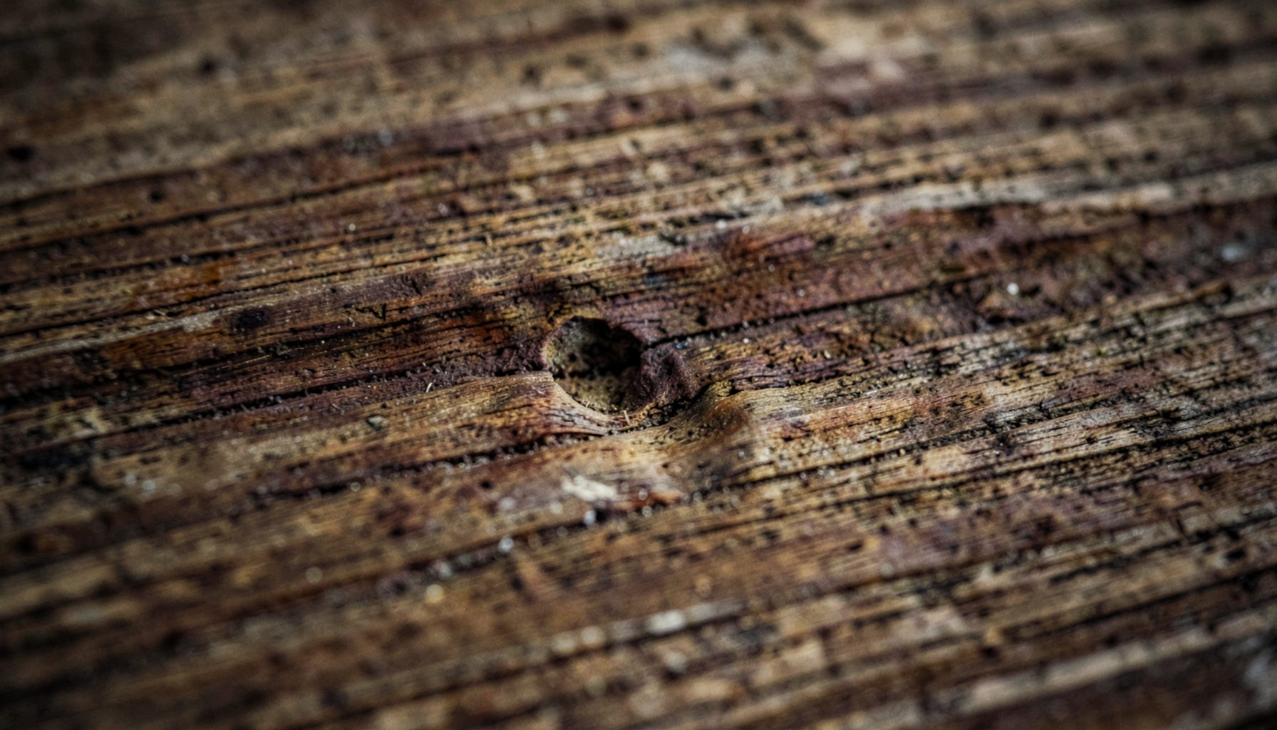 Close-up of weathered wood surface with subtle tunneling damage, warm brown and tan tones, moody and subdued lighting