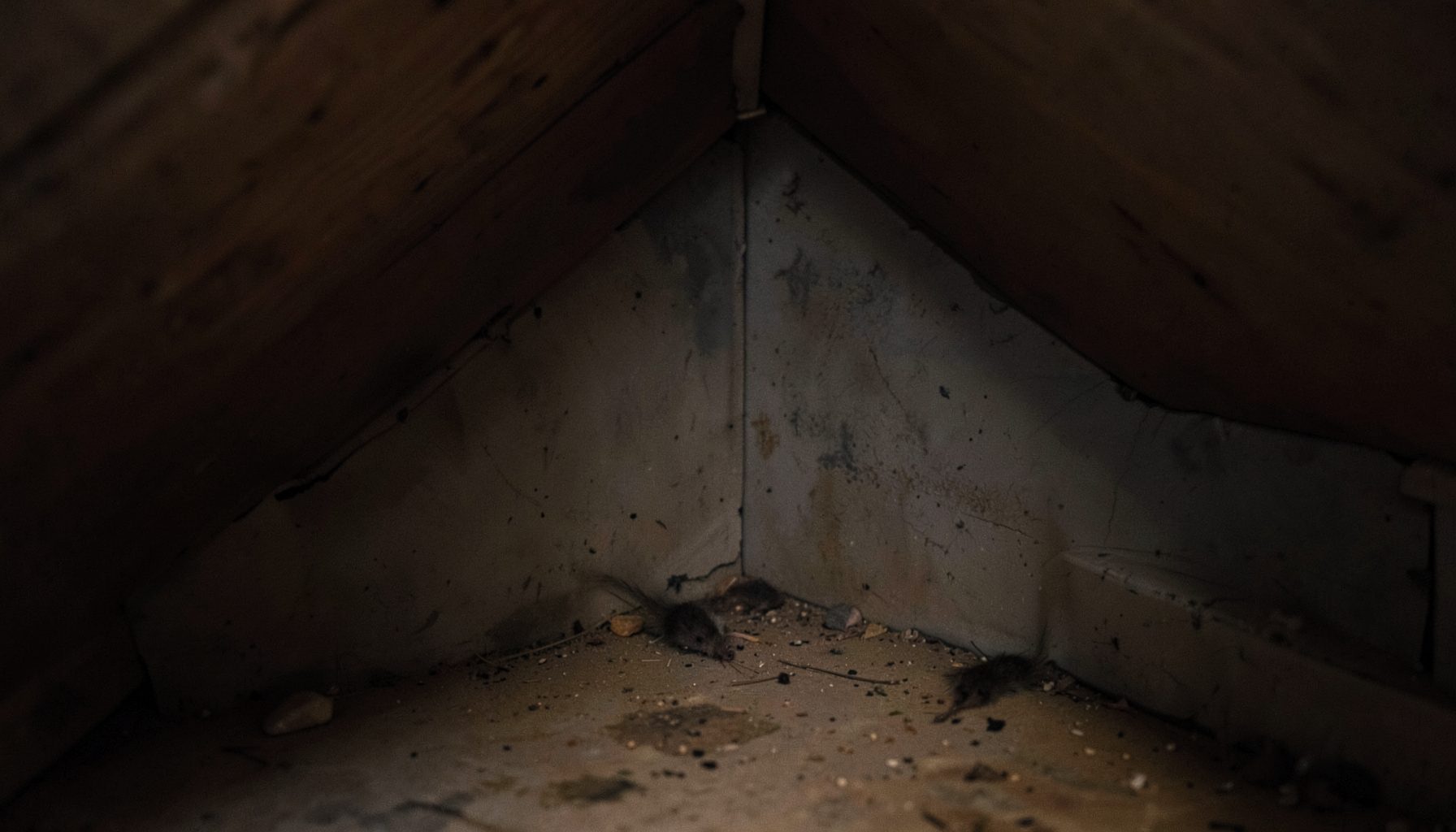 Dim interior corner of a quiet attic or basement with soft shadows, warm brown and gray tones, and a subdued, slightly uneasy atmosphere suggesting hidden rodent activity.